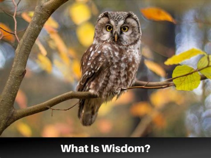 A Collection Of Wisdom And Wit
