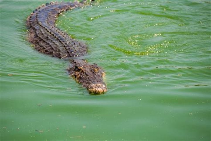 Are There Crocodiles Lurking In The Waterways Of Illinois? Exploring The Truth