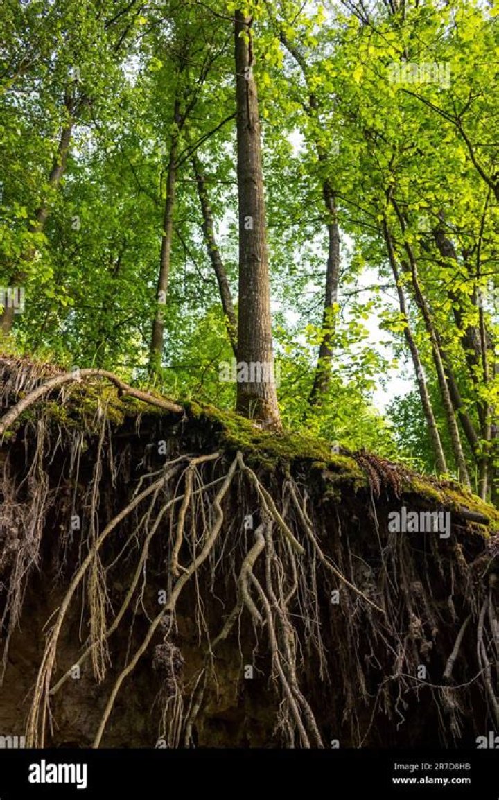 Discover Jude Bellingham's Family Ties: Unraveling The Roots Of A Rising Star