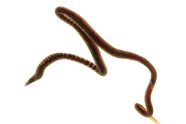 Essential Guide To Black Worms: Everything You Need To Know About Small Black Worms