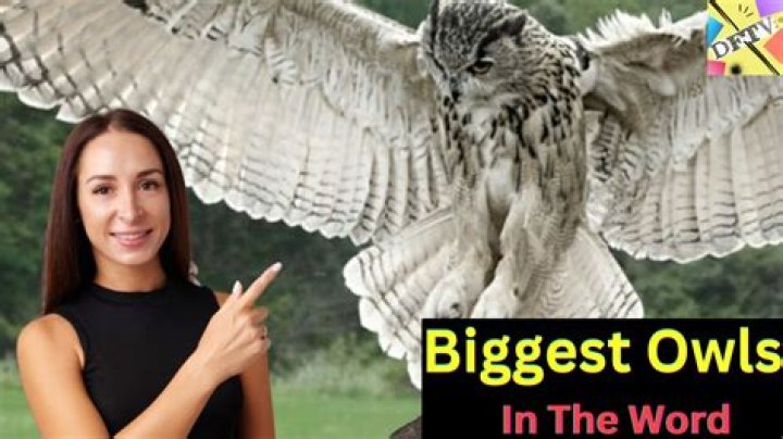 Exploring The World's Biggest Owls