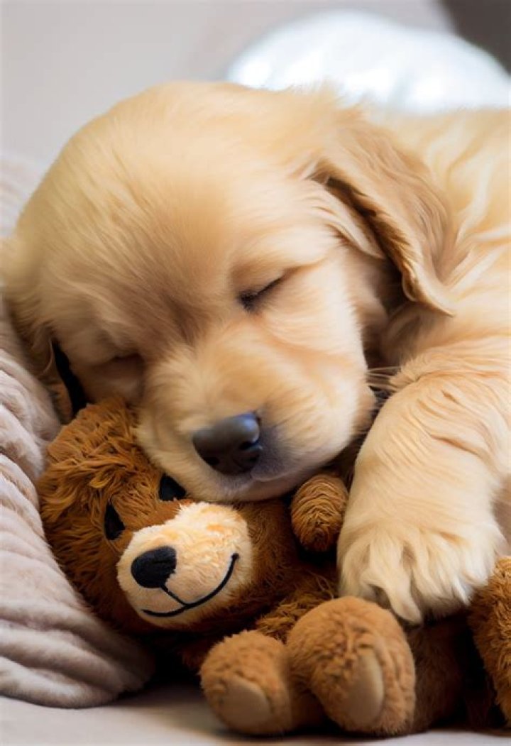 Mike And Molly's Best Friend: The Adorable Dog