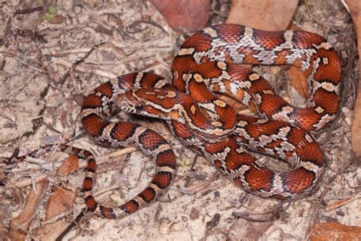 Red Corn Snake Names