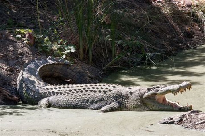 The Extraordinary Embrace: Crocodiles Exhibit Enchanting Bonding Behavior