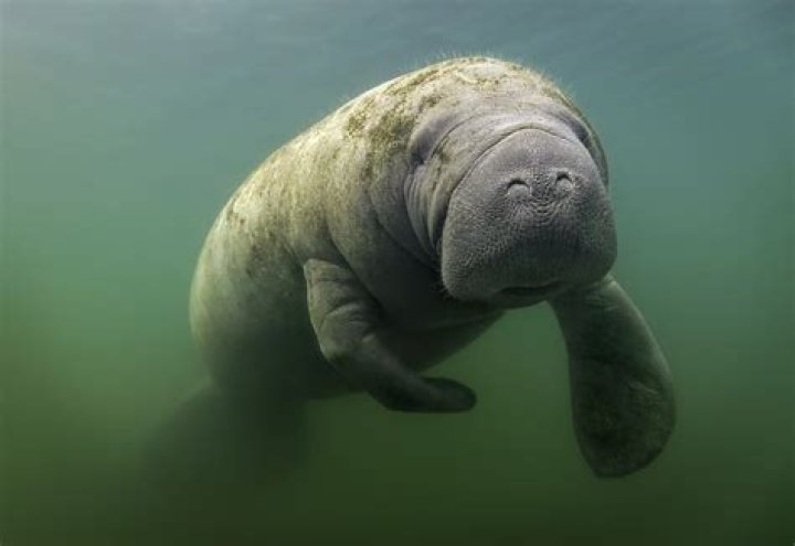 The Optimal Season For Manatee Encounters In Belize: A Guide To Peak Viewing Times
