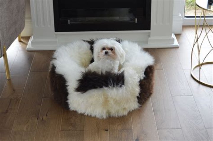 The Ultimate Comfort For Your Furry Friend: Cozy Faux Sheepskin Dog Bed