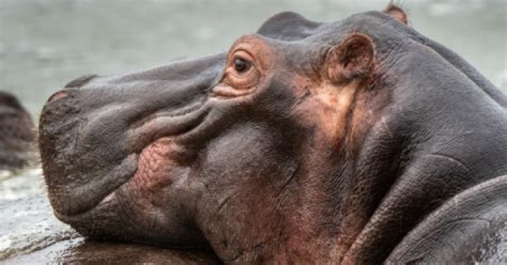 Unveiling The Enigmatic World Of Hippos With Down Syndrome: Discoveries And Insights