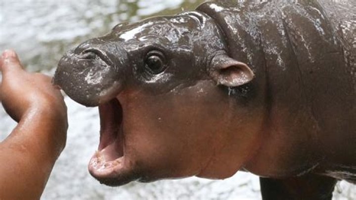 Unveiling The Wonders Of Hippos With Down Syndrome: Discoveries And Insights